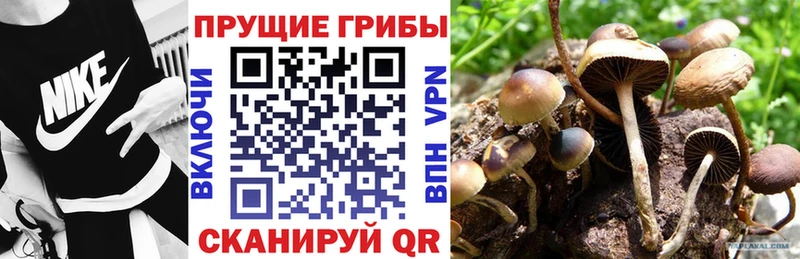 закладка  Весьегонск  дарк нет как зайти  Галлюциногенные грибы мицелий 
